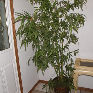 dscn9596